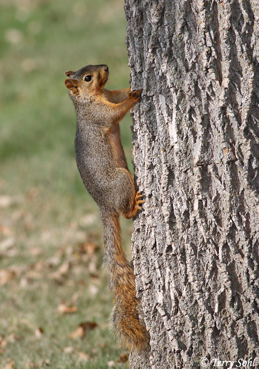 Fox Squirrel - Sciurus niger