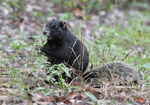 Fox Squirrel - Sciurus niger