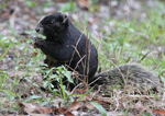 Fox Squirrel - Sciurus niger