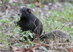 Fox Squirrel - Sciurus niger