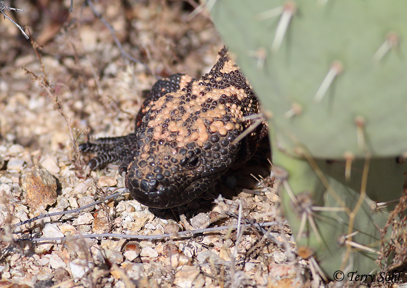 Gila Monster - Heloderma suspectum