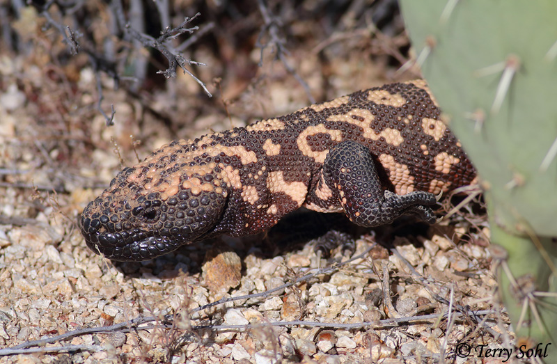 Gila Monster - Heloderma suspectum