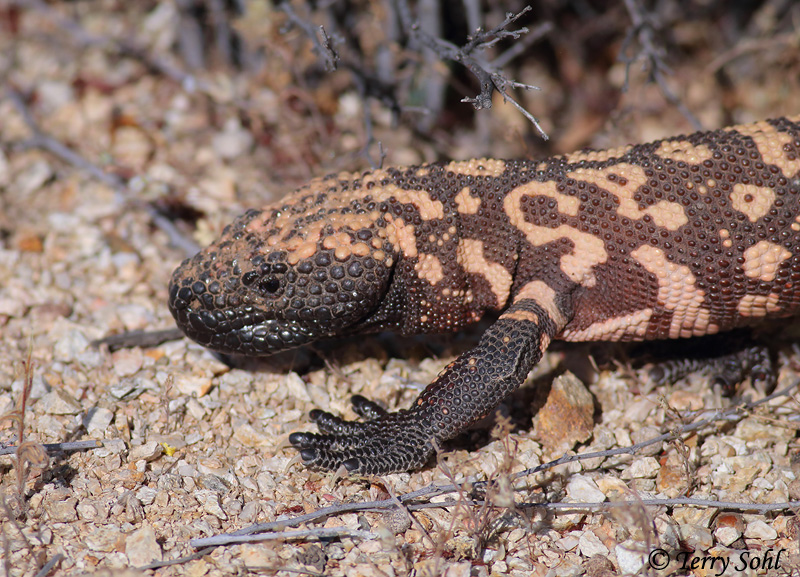 Gila Monster - Heloderma suspectum