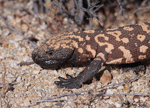 Gila Monster - Heloderma suspectum