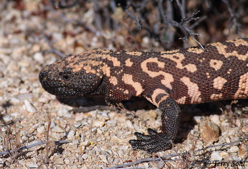 Gila Monster - Heloderma suspectum