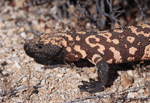 Gila Monster - Heloderma suspectum