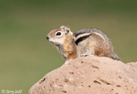 Golden-mantled Ground Squirrel - Callospermophilus lateralis