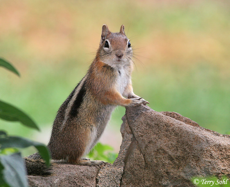 Golden-mantled Ground Squirrel Photo - Photograph - Picture