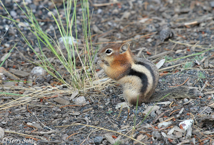 Golden-mantled Ground Squirrel - Callospermophilus lateralis