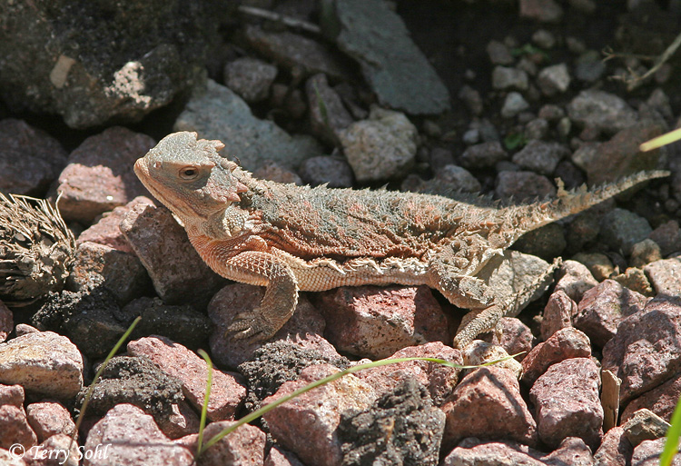 Greater Short-horned Lizard - Phrynosoma hernandesi