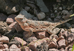 Greater Short-horned Lizard - Phrynosoma hernandesi