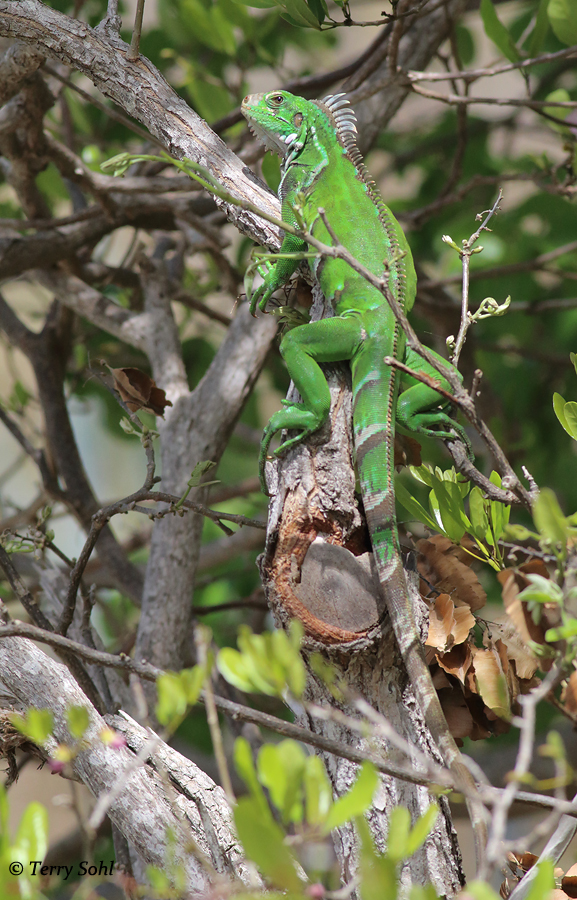 Green Iguana - Iguana iguana