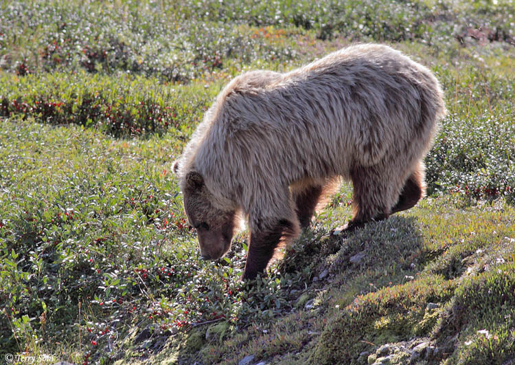Grizzly Bear - Ursus arctos horribilis