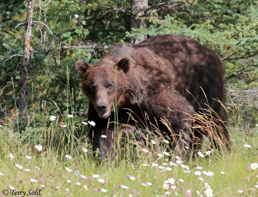 Grizzly Bear - Ursus arctos horribilis