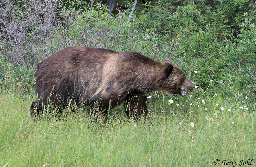 Grizzly Bear - Ursus arctos horribilis