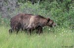 Grizzly Bear - Ursus arctos horribilis