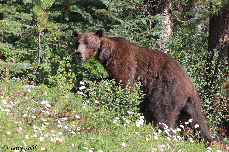 Grizzly Bear - Ursus arctos horribilis