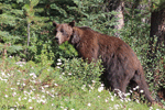 Grizzly Bear - Ursus arctos horribilis