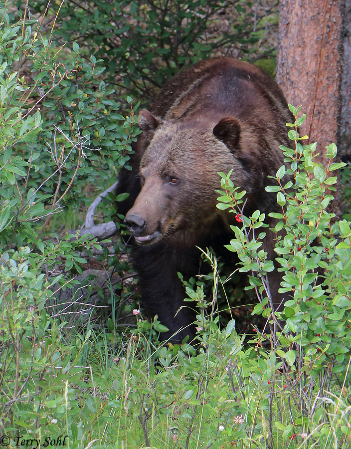 Grizzly Bear - Ursus arctos horribilis