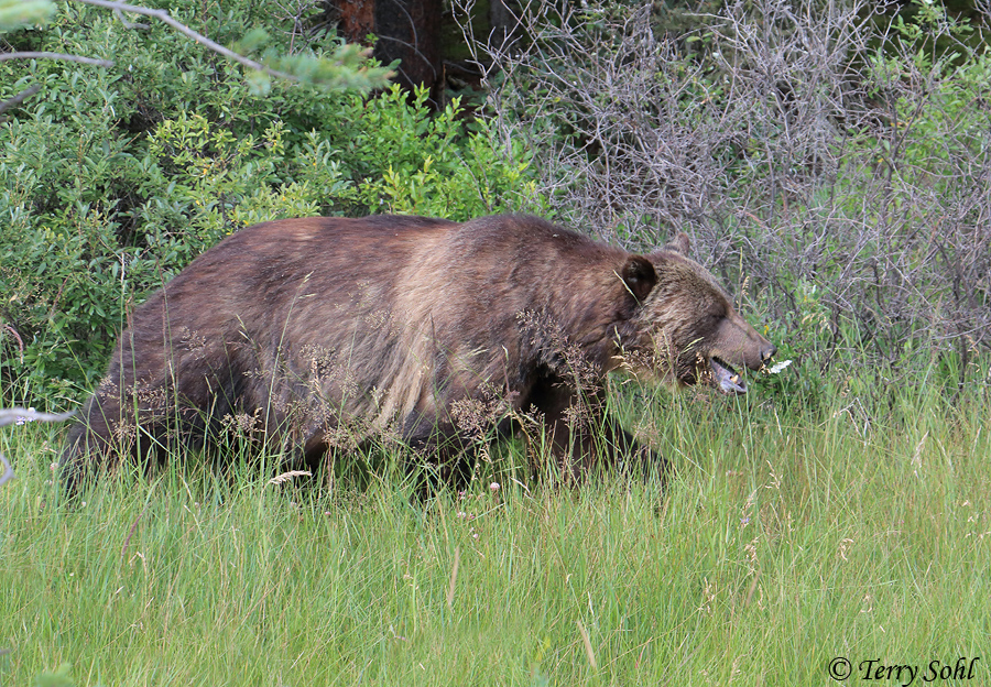 Grizzly Bear - Ursus arctos horribilis