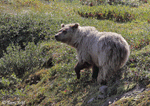 Grizzly Bear - Ursus arctos horribilis