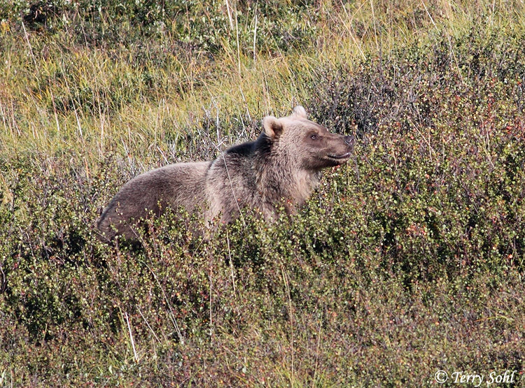 Grizzly Bear - Ursus arctos horribilis