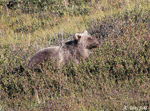Grizzly Bear - Ursus arctos horribilis