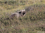 Grizzly Bear - Ursus arctos horribilis