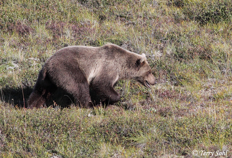 Grizzly Bear - Ursus arctos horribilis
