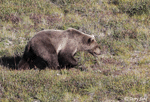 Grizzly Bear - Ursus arctos horribilis