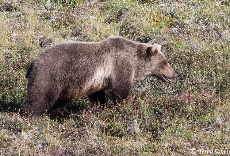 Grizzly Bear - Ursus arctos horribilis