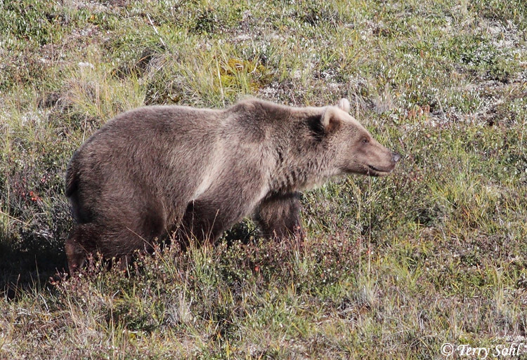 Grizzly Bear - Ursus arctos horribilis