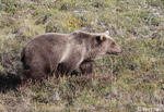 Grizzly Bear - Ursus arctos horribilis