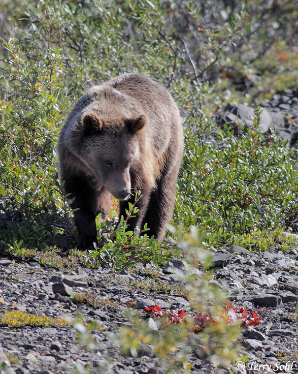 Grizzly Bear - Ursus arctos horribilis