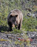 Grizzly Bear - Ursus arctos horribilis