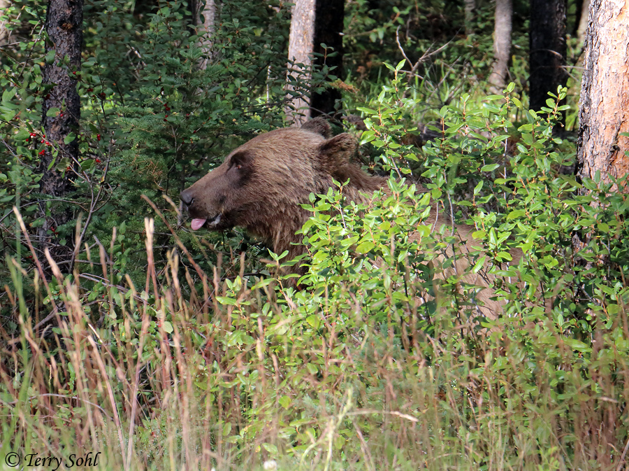 Grizzly Bear - Ursus arctos horribilis