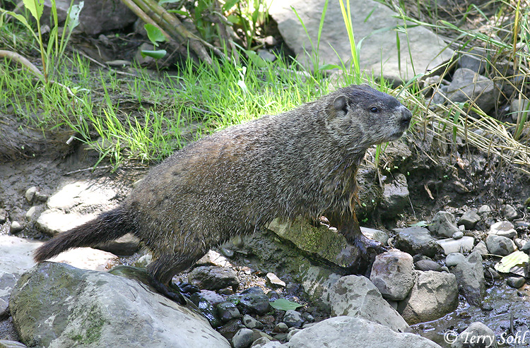 Groundhog (Woodchuck) - Marmota monax