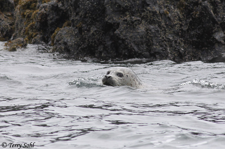 Harbor Seal - Phoca vitulina
