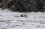 Harbor Seal - Phoca vitulina