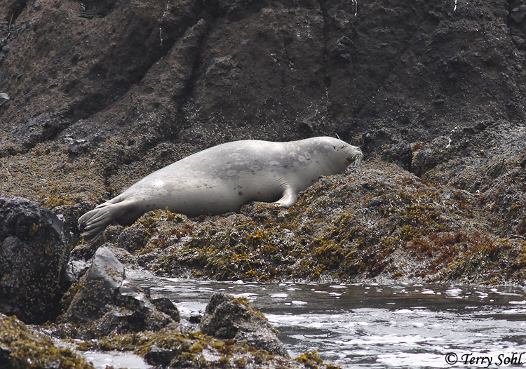 Harbor Seal - Phoca vitulina