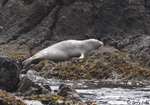 Harbor Seal - Phoca vitulina