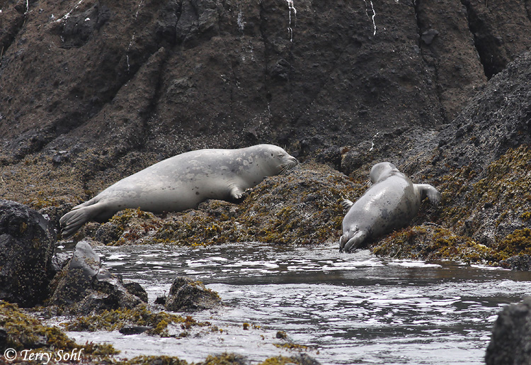 Harbor Seal - Phoca vitulina