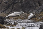 Harbor Seal - Phoca vitulina