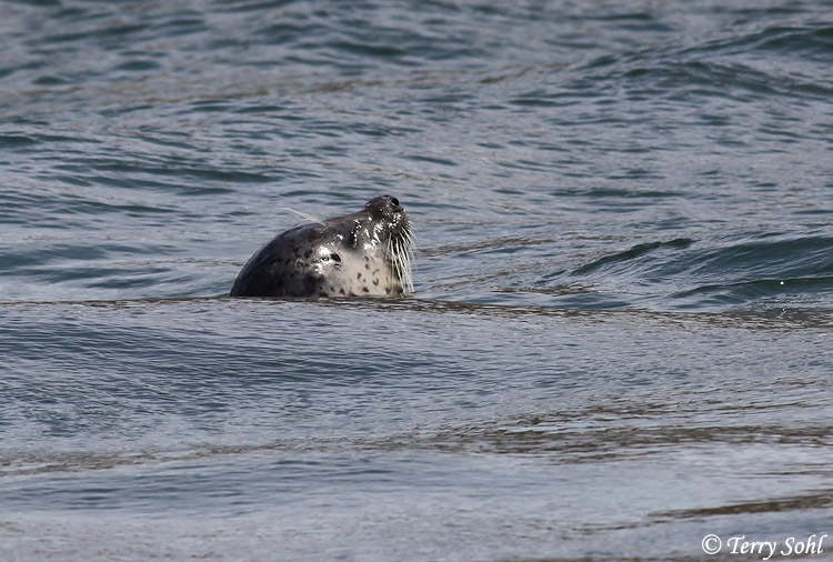 Harbor Seal - Phoca vitulina