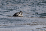 Harbor Seal - Phoca vitulina