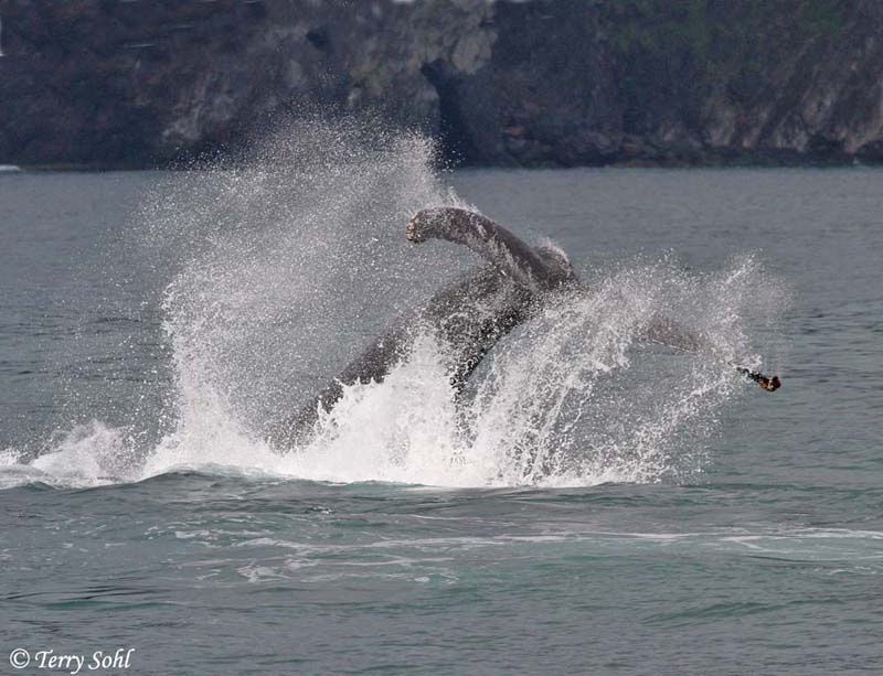 Humpback Whale - Megaptera novaeangliae