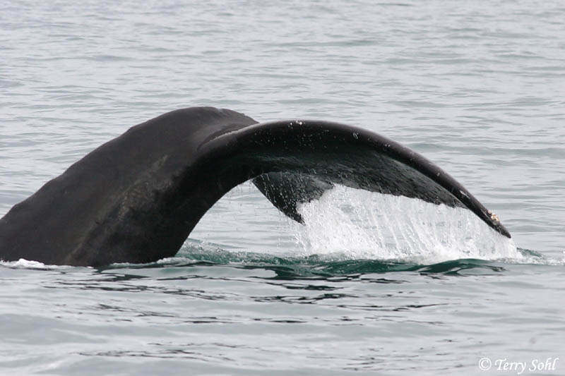 Humpback Whale - Megaptera novaeangliae
