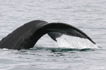 Humpback Whale - Megaptera novaeangliae