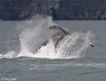 Humpback Whale - Megaptera novaeangliae