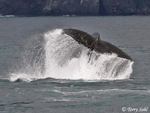Humpback Whale - Megaptera novaeangliae